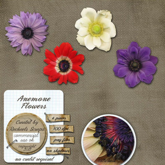 Anemone Flowers