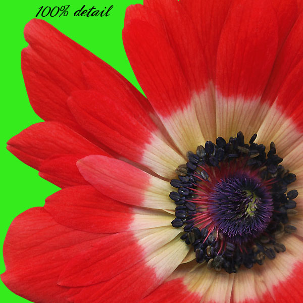 Anemone Flowers