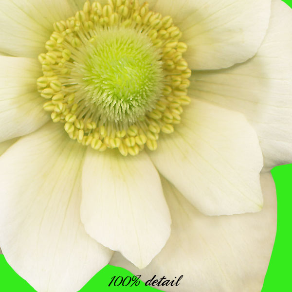 Anemone Flowers