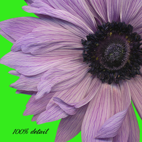 Anemone Flowers