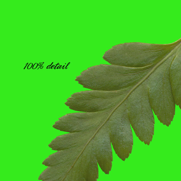 Assorted Greenery, Volume 02