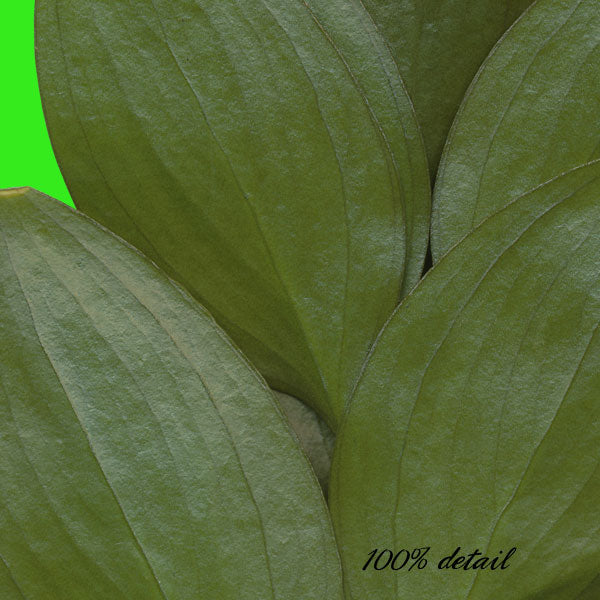 Assorted Greenery, Volume 02