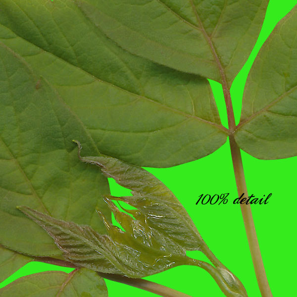 Assorted Greenery, Volume 04