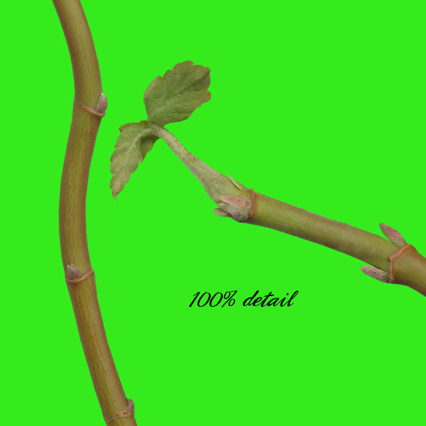 Assorted Greenery, Volume 04