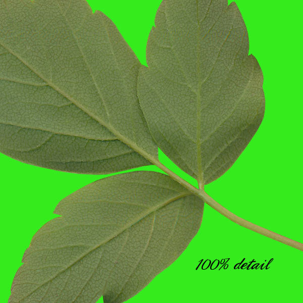 Assorted Greenery, Volume 04