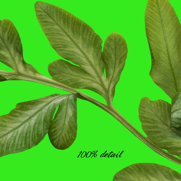 Assorted Greenery, Volume 05