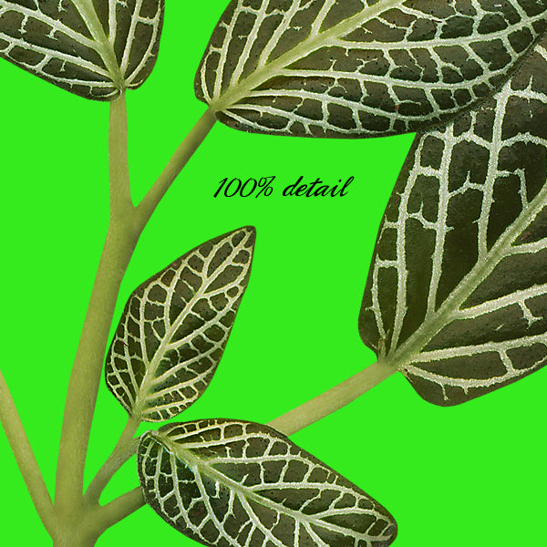 Assorted Greenery, Volume 05