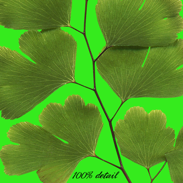 Assorted Greenery, Volume 05