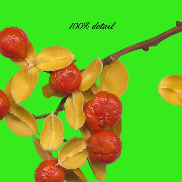 Bittersweet Branches, Volume 01