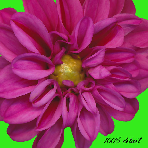 Dahlia Flowers