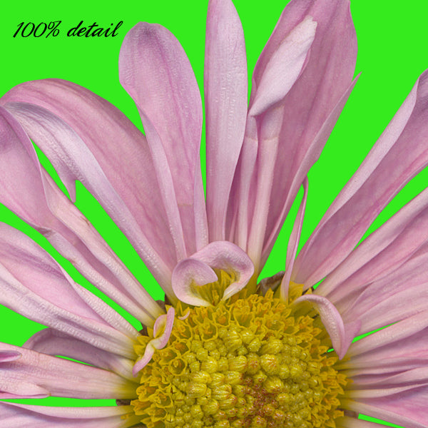 Daisies in Pink