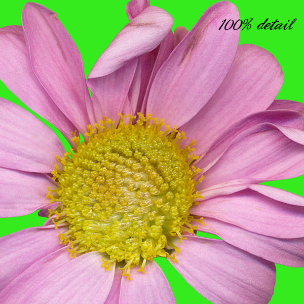Daisies in Pink