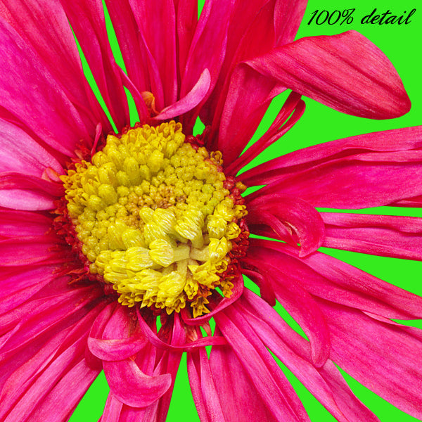 Daisies in Rainbow Colors