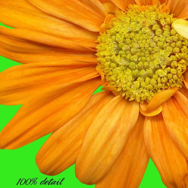 Daisies in Rainbow Colors