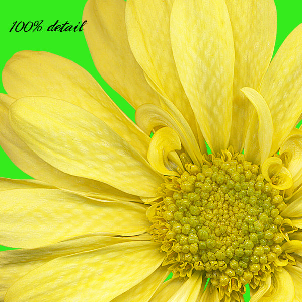 Daisies in Rainbow Colors