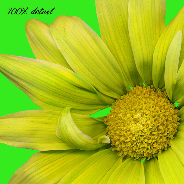 Daisies in Rainbow Colors