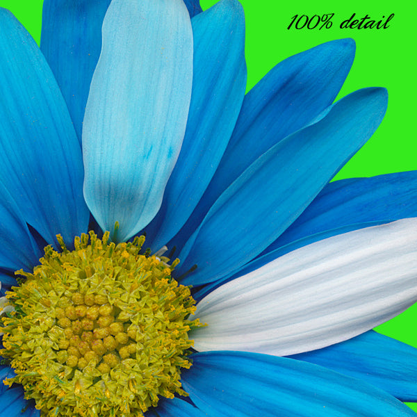 Daisies in Rainbow Colors