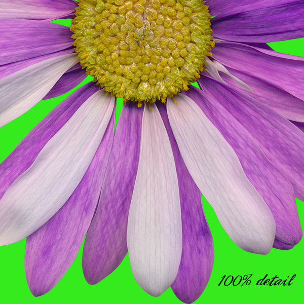 Daisies in Rainbow Colors