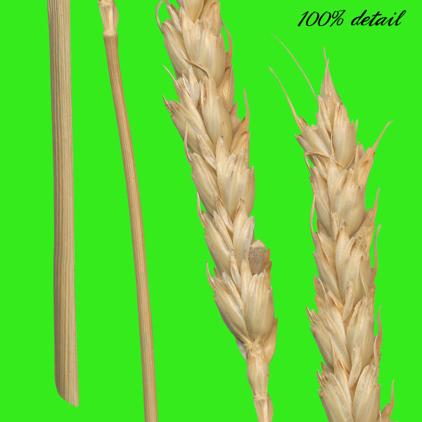 Dried Flowers & Stems