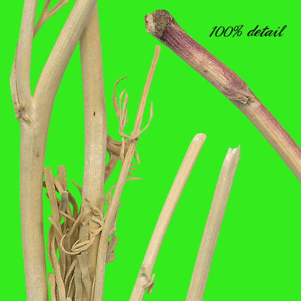 Dried Flowers & Stems