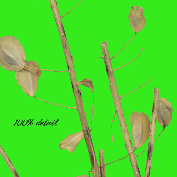 Dried Flowers & Stems