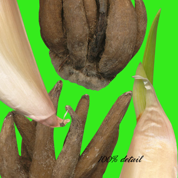 Garden Tools, Volume 02