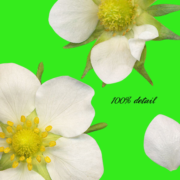 Growing Strawberries