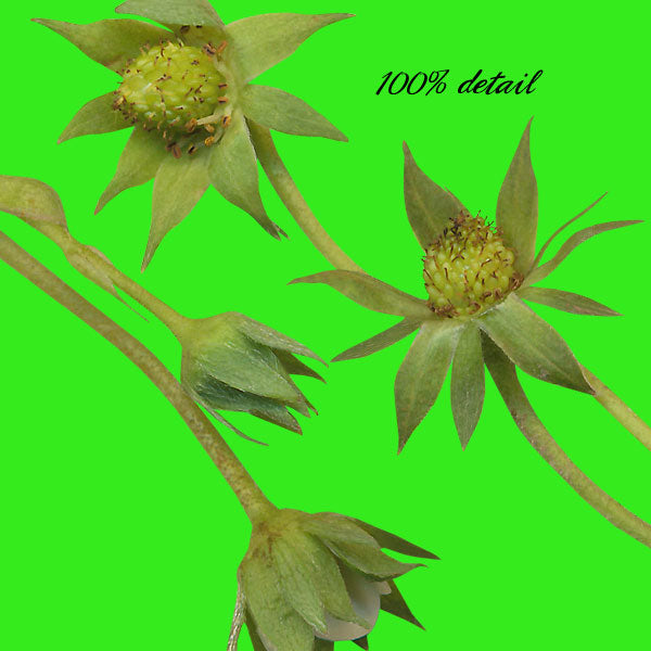 Growing Strawberries