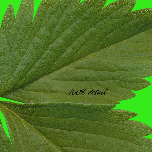 Growing Strawberries