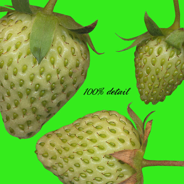 Growing Strawberries