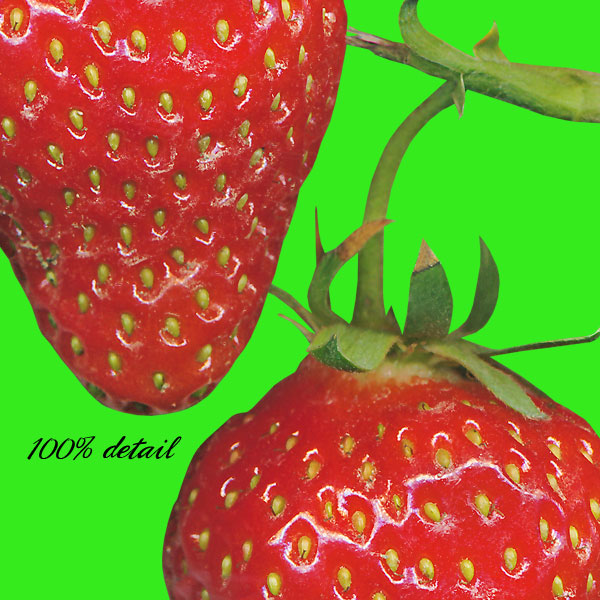 Growing Strawberries