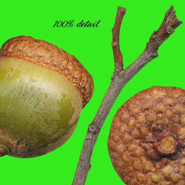 In My Yard, Volume 05