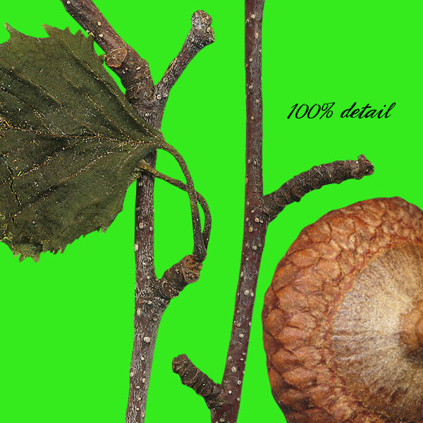 In My Yard, Volume 05