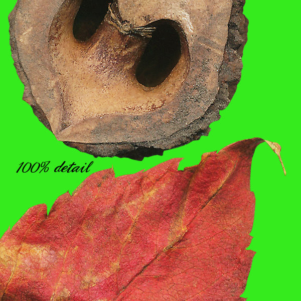 In My Yard, Volume 05