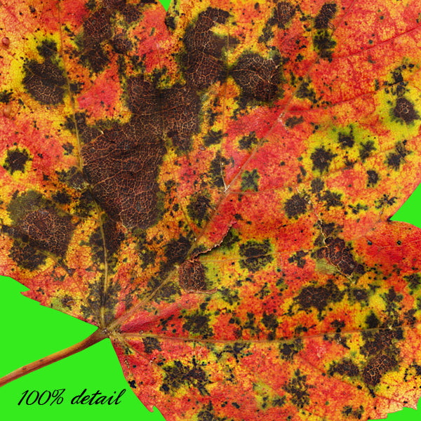 In My Yard, Volume 05