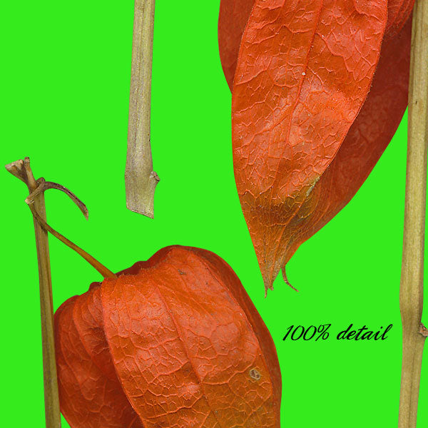 Japanese Lantern Plants