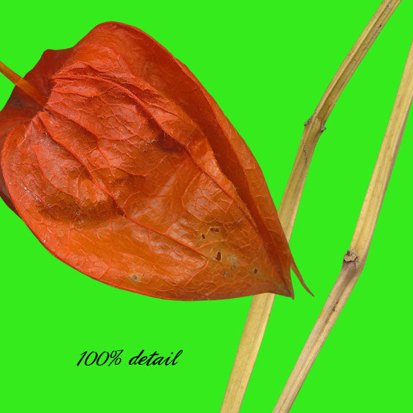 Japanese Lantern Plants