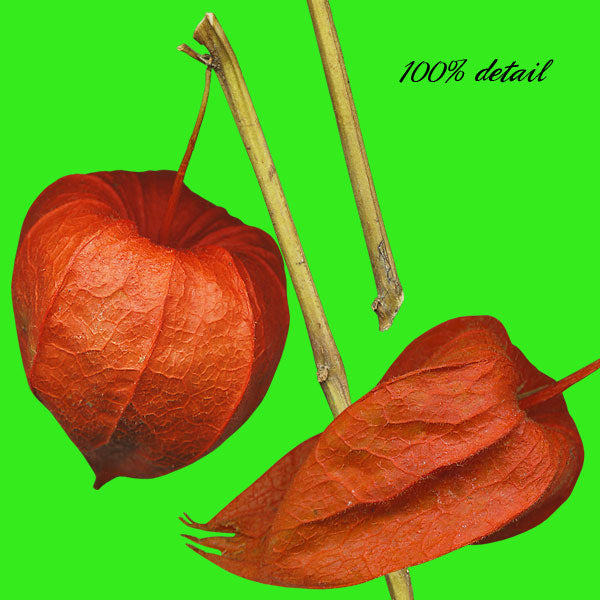 Japanese Lantern Plants