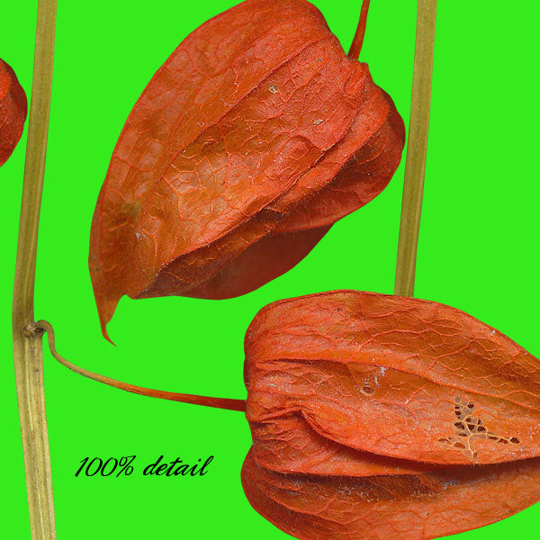 Japanese Lantern Plants