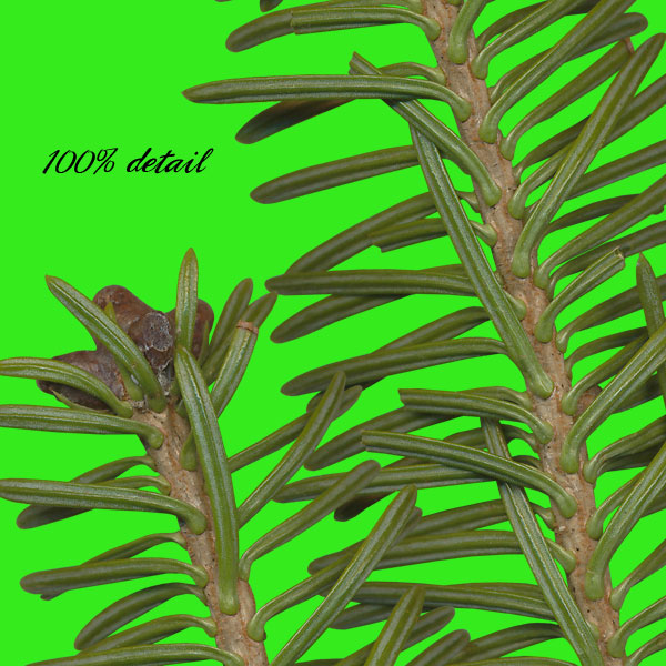 Pine Branches, Volume 03