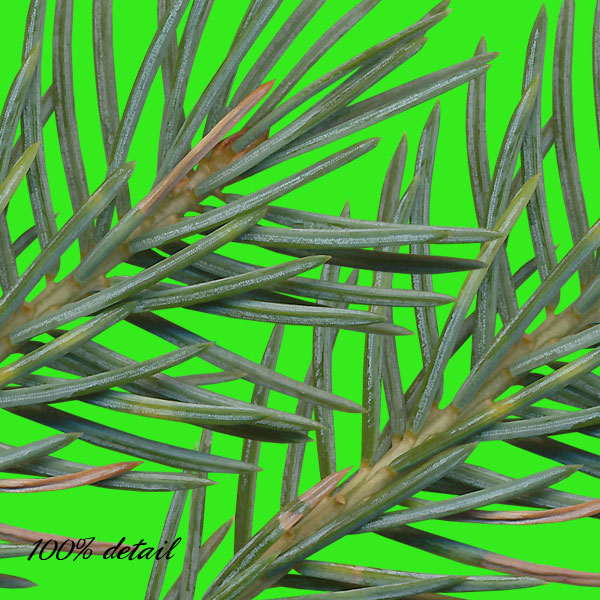 Pine Branches, Volume 03