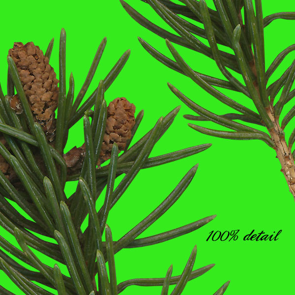 Pine Branches, Volume 03