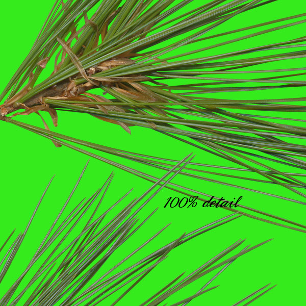 Pine Branches, Volume 03