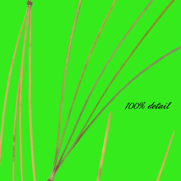 Pine Branches, Volume 03