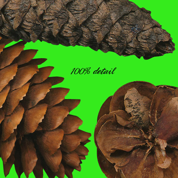 Pinecones, Volume 02