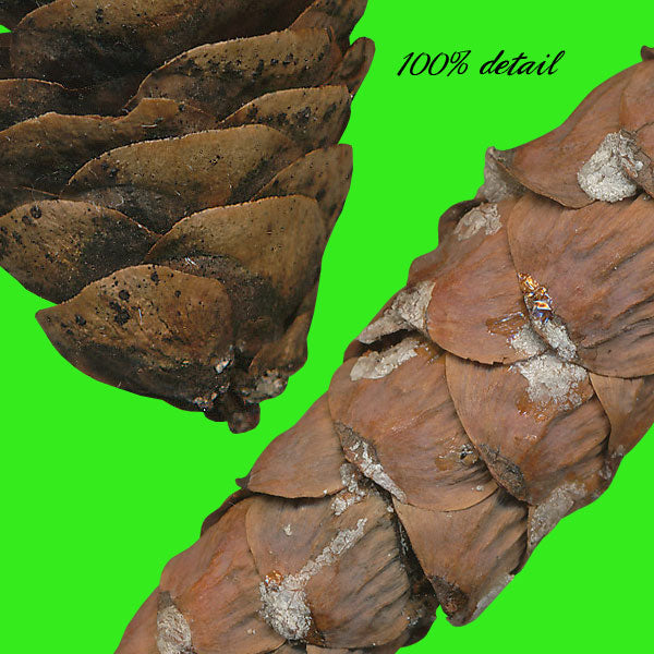 Pinecones, Volume 02