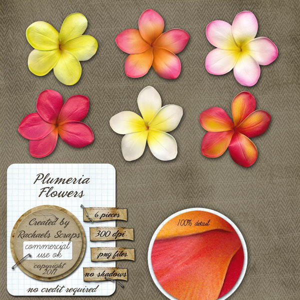 Plumeria Flowers