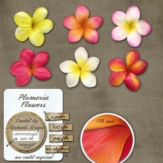 Plumeria Flowers