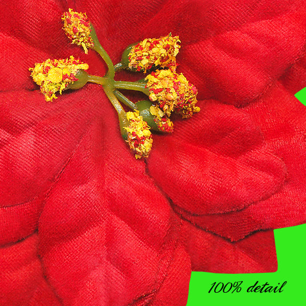 Poinsettias, Volume 05