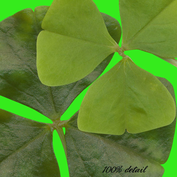 Real Shamrocks